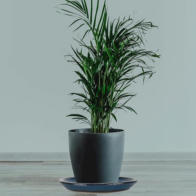 W&W Ceramic Plant Saucer - Plant Trays for Indoor Pots (Blue, 10 inches, 2 Packs)