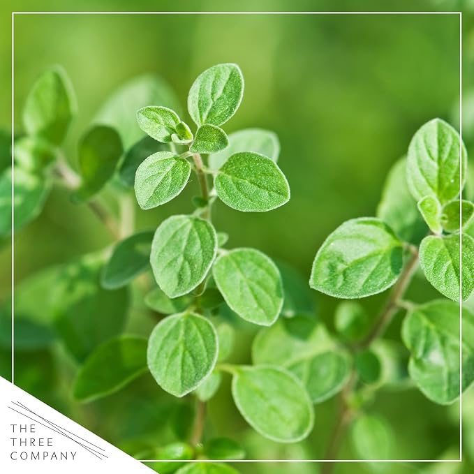 Live Herb - Oregano (4 Per Pack), Aromatic and Health Enhancer, Naturally Rich in Antioxidants, 8" Tall by 4" Wide in 1 Pint Pot