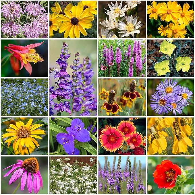 Grow Your Own Vibrant Annual and Perennial Wildflower Garden Seeds Mixture, Varieties for Pollinators and Spring Gardens - Native Perennial Mix, 1/4 lb