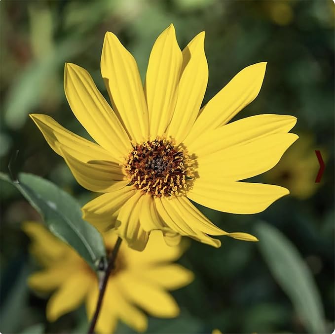 Marde Ross & Company Wild Sunflower Seeds - Attracts Bees and Butterflies - Non GMO - Highly Adaptable to Dry to Moderate Moisture and Variety of Soil Types - 2-8 Feet Height