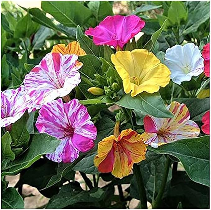 80 Broken Colors Four O'Clock Seeds - Tender Perennial That Reseeds Easily