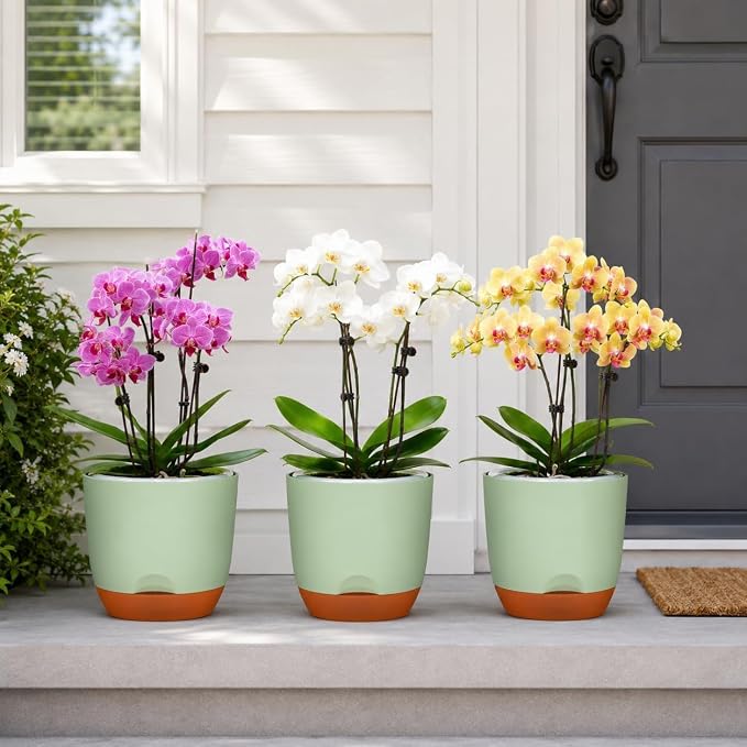 QCQHDU 7.2Inch Orchid Pots with Holes for Repotting, Double-Layer Plastic Self Watering Flower Pots for Indoor Plants with Drainage Holes, Clear Orchid Pot Match Decorative Orchid Container, 3 Packs