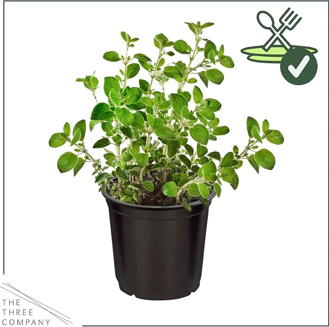 Live Herb - Oregano (4 Per Pack), Aromatic and Health Enhancer, Naturally Rich in Antioxidants, 8" Tall by 4" Wide in 1 Pint Pot