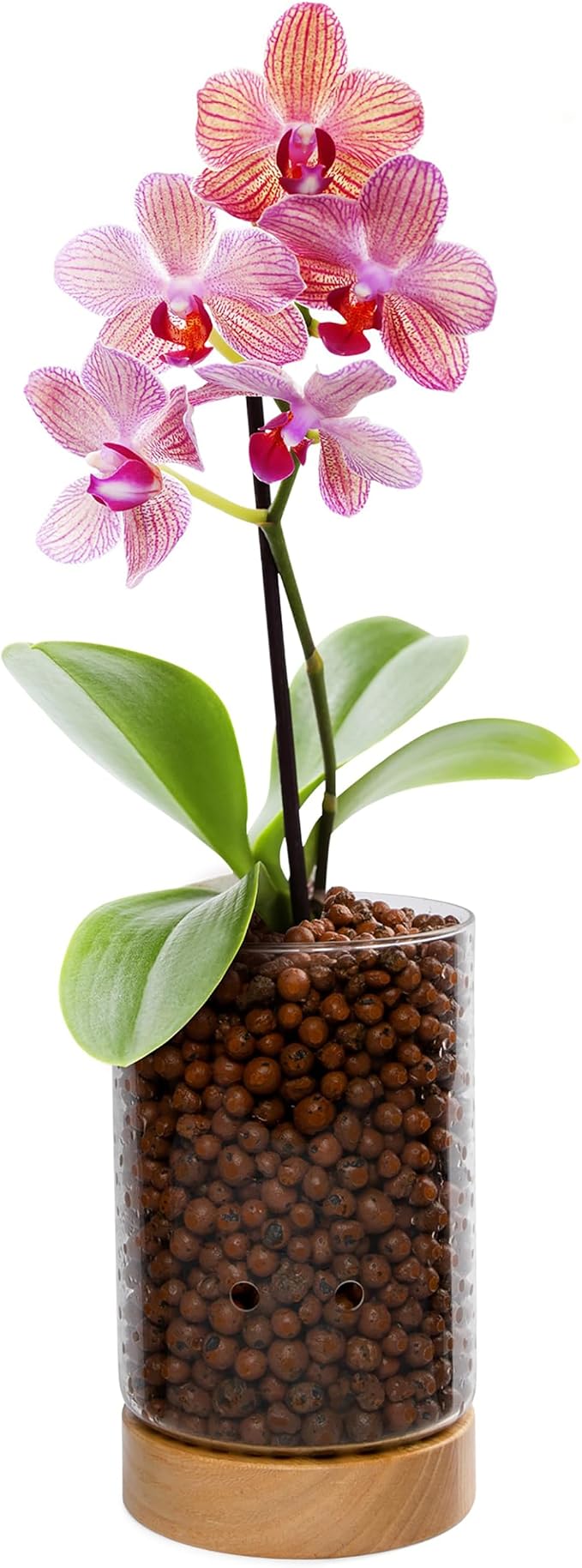 Pot & Pebble C1 Large Glass Orchid Pot, Wood Base - LECA Semi-Hydro Planter