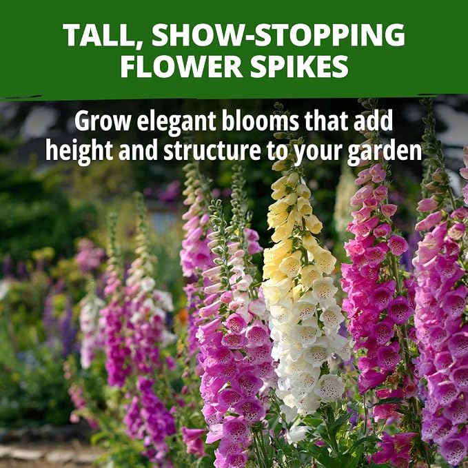 HOME GROWN Foxglove Seeds Mix 148,500 Bulk Mixed Color Flower Seeds 15g for Planting Outdoors Spring 2026, Perennial Wildflowers for Cottage Gardens, Borders & Pollinator Gardens (Digitalis purpurea)