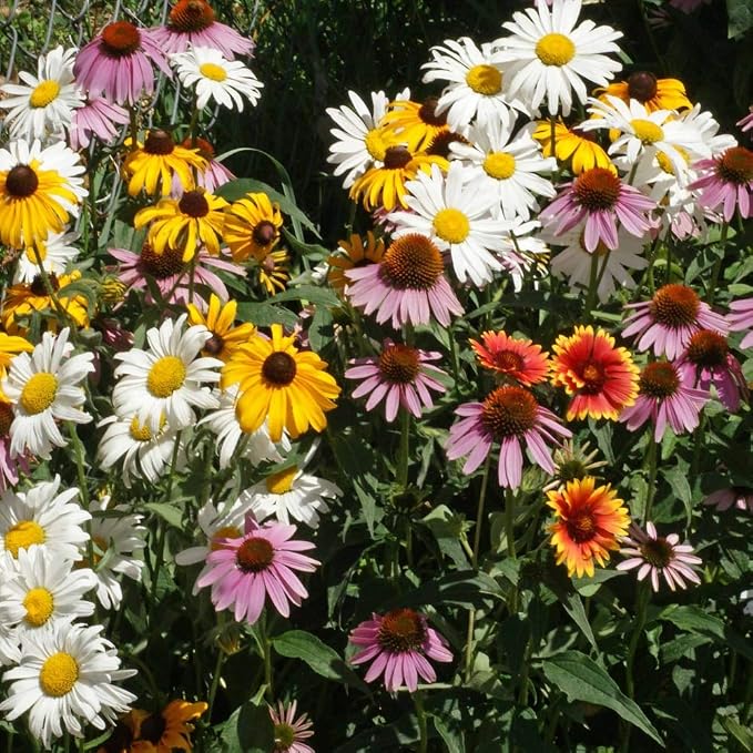 Outsidepride Perennial Wild Flower Seed Mix - 1 lb. Diverse, Long-Lasting Blooms, Easy to Grow Perennial Flower Seeds for All States, Perfect for Home Gardens, Landscapes, and Attracting Pollinators