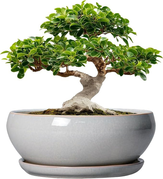 SQOWL 12 Inch Bonsai Pots - Large Ceramic Succulent Pots with Drainage Hole and Saucer, Shallow Planter for Indoor Outdoor Plants Flowers, Round Planter Bowl, Garden Decor, Gifts for Women, Gray
