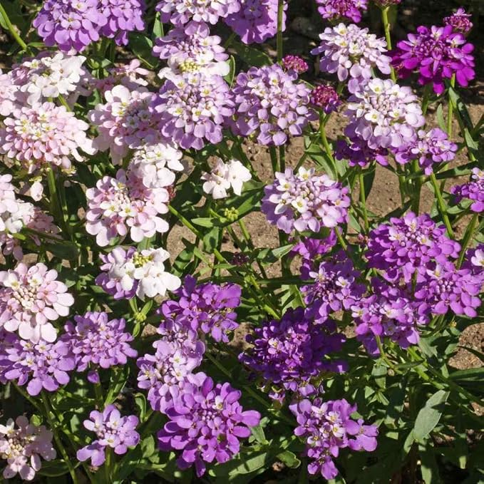 Outsidepride Wild Flower Candytuft Seeds - 5 lb. Annual Flower Seeds for Planting with Attractive Flowers, Easy to Grow & Drought Tolerant for Garden Ground Cover, Borders, & Edging