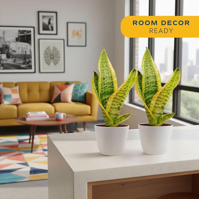 Costa Farms Snake Plant Live Houseplants (2-Pack), Sansevieria in Decor Pots, Live Indoor Plants for Low Light, Easy Care Succulents for Plant Shelf, Home Decor & Office Desk, 8-12 Inches Tall