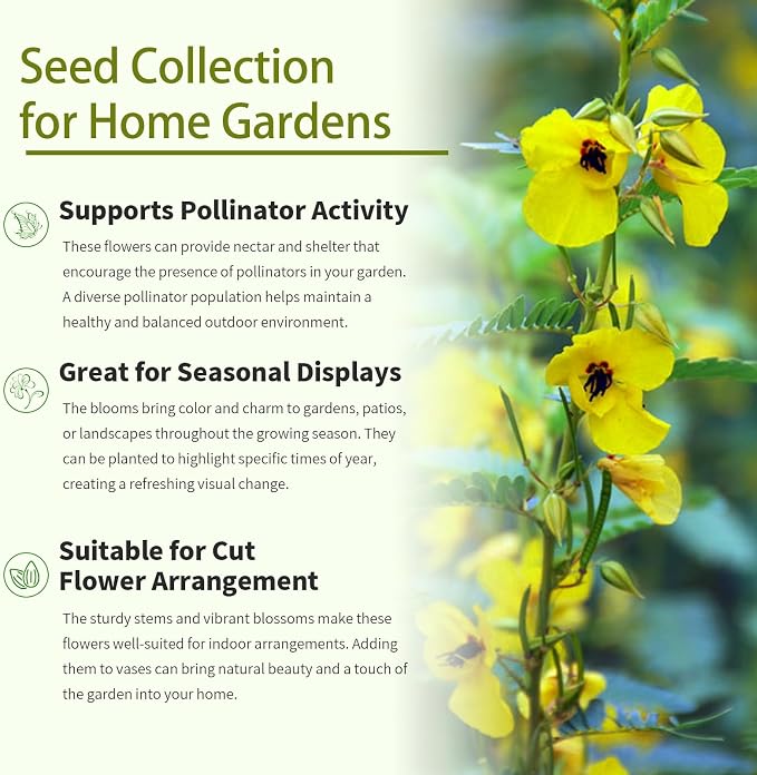 Chamaecrista Fasciculata Showy Partridge Pea Seeds - Decorative Garden Flowers Seeds