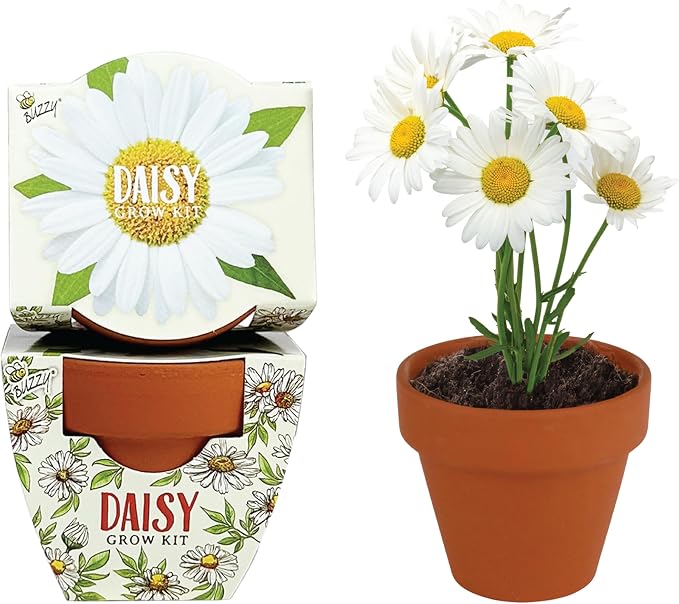 BUZZY Seeds Daydream Daisy Grow Kit 12-Pack - Mini Terracotta Pot Grow Set - Complete Indoor/Outdoor Gardening Kit with Seeds, Coconut Husk Growing Medium & Genuine Pots - 100% Grow Guarantee