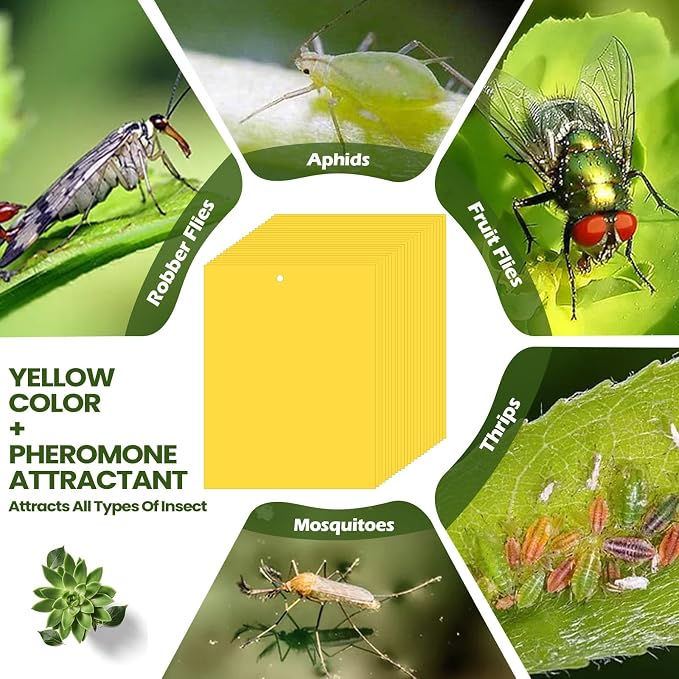 Qualirey 50 Pcs Yellow Sticky Traps for Gnats, 6 x 8 Inch Dual Sided Gnat Traps for Indoor Outdoor Plants, Fungus Gnat Sticky Cards for Fruit Flies Whiteflies Thrips, Twist Ties and Plastic Holders