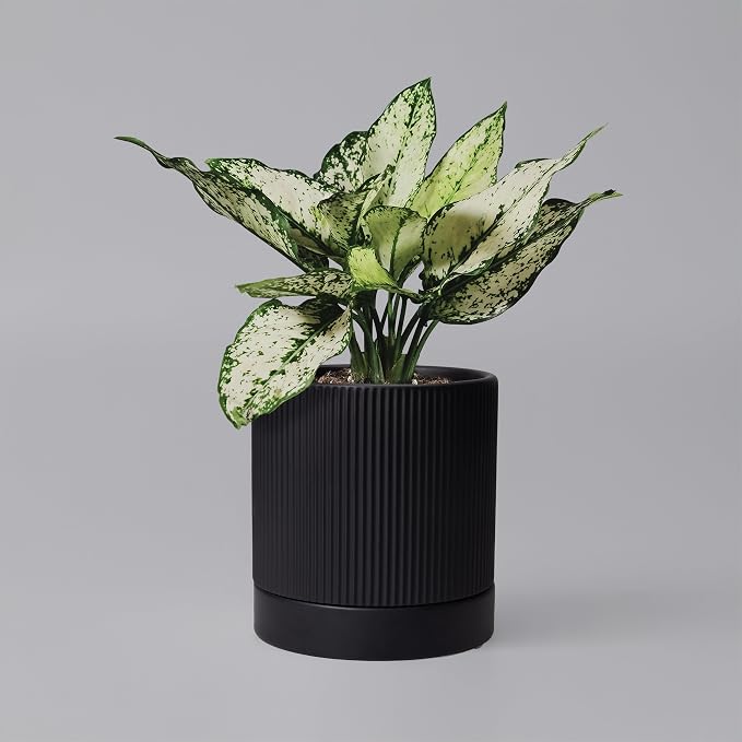 HERDUK 6 Inch Ceramic Plant Pot with Drainage & Saucer - Indoor Planter for Succulents, Cacti & Aloe Vera - Striped Design, High-Temp Fired Clay, Lightweight Modern Decor