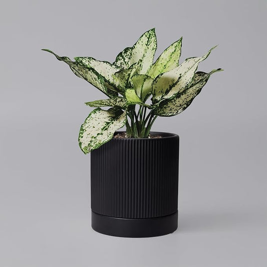 HERDUK 6 Inch Ceramic Plant Pot with Drainage & Saucer - Indoor Planter for Succulents, Cacti & Aloe Vera - Striped Design, High-Temp Fired Clay, Lightweight Modern Decor