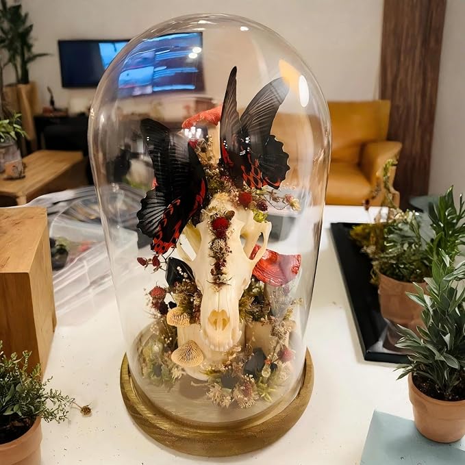 2 Pack Glass Cloche Display Dome, 10 Inch Large Decorative Glass Bell Jar, Clear Dome Showcase with Dark Brown Wooden Base, for Plants, Medals, Photos, Antique Collectibles, Mother's Day