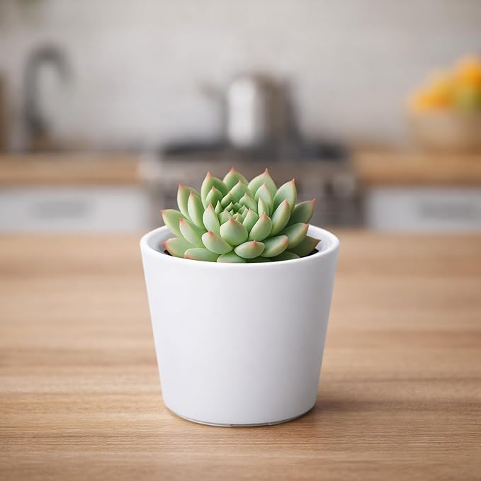 Phoenix Vine 3.5 Inch White Plastic Cachepot with Clear Nursery Pot, Decorative Lightweight Planter Cover with Transparent Inner Pot for Indoor Houseplants, Pack of 12, 24-A-D-12