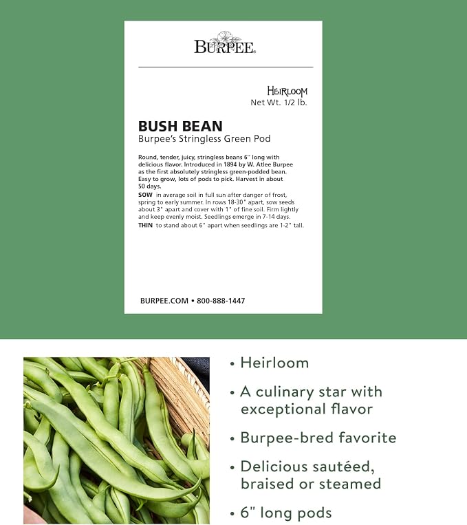Burpee Stringless Green Pod Bush Bean Seeds 8 ounces of seed