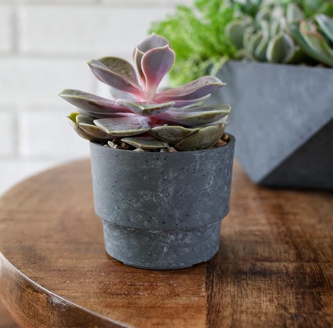 The HC Companies 5 Inch Sprite Succulent Pot 4.84"x4.84"x4.16Inch in Faux Concrete Color