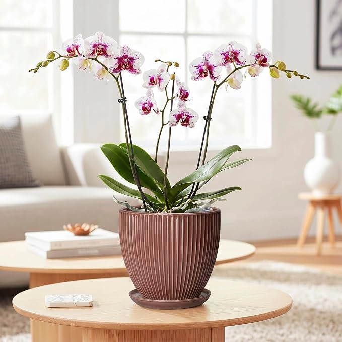 Ceramic Pots for Plants 6 Inch, Ceramic Plant Pots Indoor with Drainage Hole and Saucer, Modern Flower Pot, Round Decorative Planter, Living Room Home Decor, House Warming Gifts, Rust Red