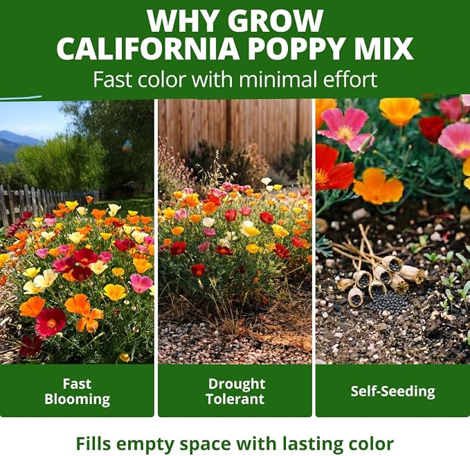 HOME GROWN California Poppy Formula Mix Flower Seeds for Spring 2026 Planting, Eschscholzia californica, 3000 Seeds 3.9g, Heirloom Non-GMO California Wildflower Seeds Bulk, Poppy Flower Seed