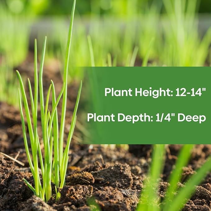 Groundio 200+ Heshiko Japanese Bunching Green Onion Seeds | Non-GMO Heirloom | High Germination | Mild Scallions for Cooking (Allium fistulosum)
