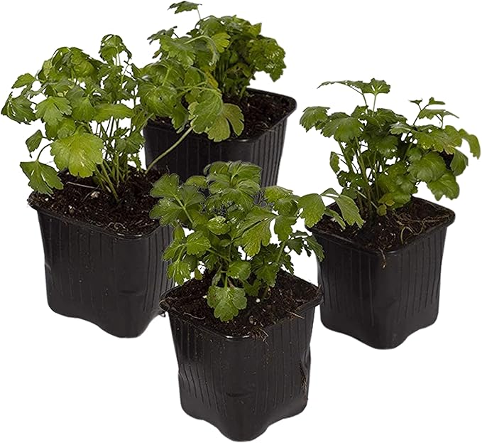 Live Herb - Parsley (4 Per Pack), Aromatic and Health Enhancer, Supports a Healthy Immune System, 8" Tall by 4" Wide