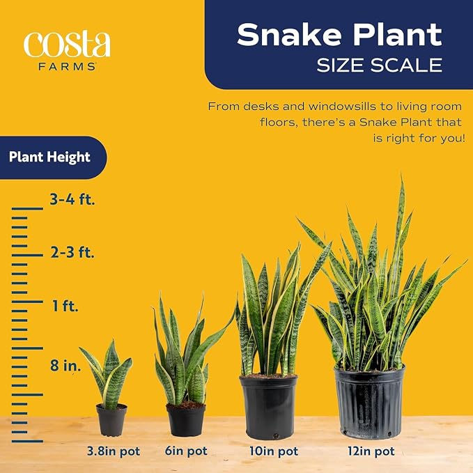 Costa Farms Live Snake Plant 3-Pack, Mother in Law’s Tongue Sansevieria Indoor Houseplants in Potting Soil, Low Light Room Decor, Easy Care Succulent Clean Air Plants for Home Office, 8-12 Inches Tall