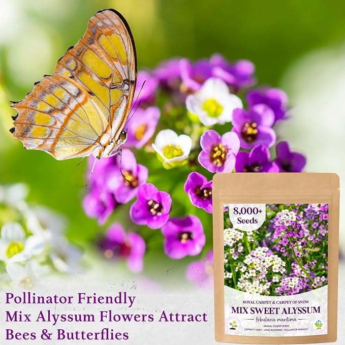 8000+ Purple & White Sweet Alyssum Seeds for Planting - Mixed Alyssum Flower Seeds, Fragrant Ground Cover for Outdoor Gardens, Borders, Containers & Rock Gardens, Attracts Bees & Butterflies