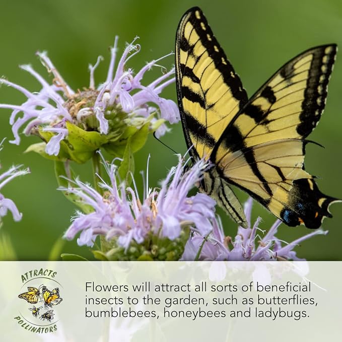 Seed Needs Partial Shade Wildflower Seeds Heirloom 2 Ounce Bulk Pack