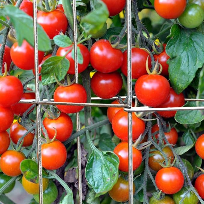 4 Pack 12x39 Inch Galvanized Folding Square Tomato Cages | Tall Plant Support, Tomato Trellis, Metal Plant Peony Cage Peony Support