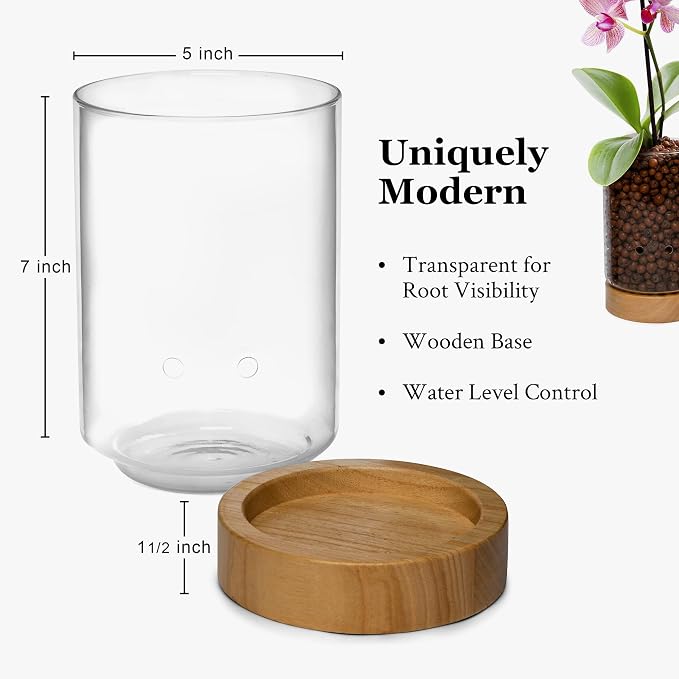 Pot & Pebble C1 Large Glass Orchid Pot, Wood Base - LECA Semi-Hydro Planter