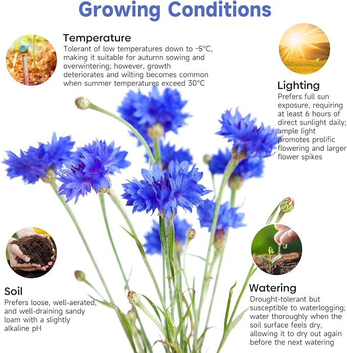 Groundio Bachelor Button Seeds Tall Blue, 6000+ Non-GMO Heirloom Cornflower Seeds, Friendly Flower Seeds Easy to Grow, Perfect for Wildflower & Pollinator Gardens (Centaurea cyanus)