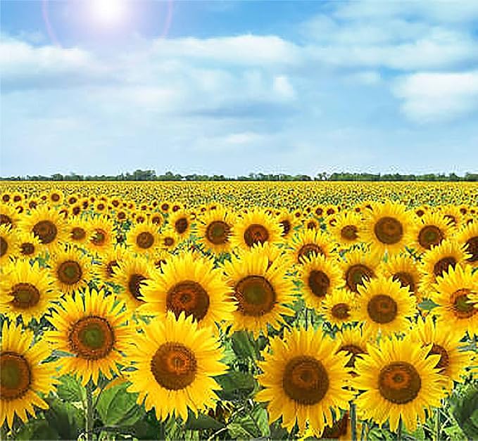Double Sun Sunflower Seeds - Plants Grow up to 6 Feet