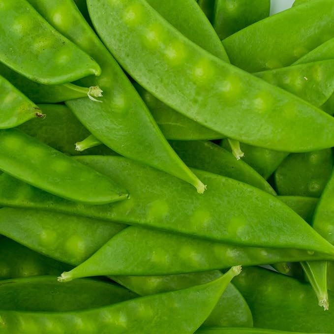 Mountain Valley Seed Co Mammoth Melting Sugar Pod Snow Pea Garden Seed | 25 Lbs Bulk ~45,000 Seeds - Non-GMO, Heirloom Vegetable Gardening & Microgreens Seed