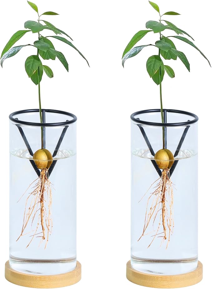 Bylion 2 Pack Avocado Tree Growing Kits - Avocado Growing Vase - Avocado Seed Starter Vase Glass Plant Pot Easy Seed Sprout Starter Gift for Women Gardening Lovers Home Office (Black)