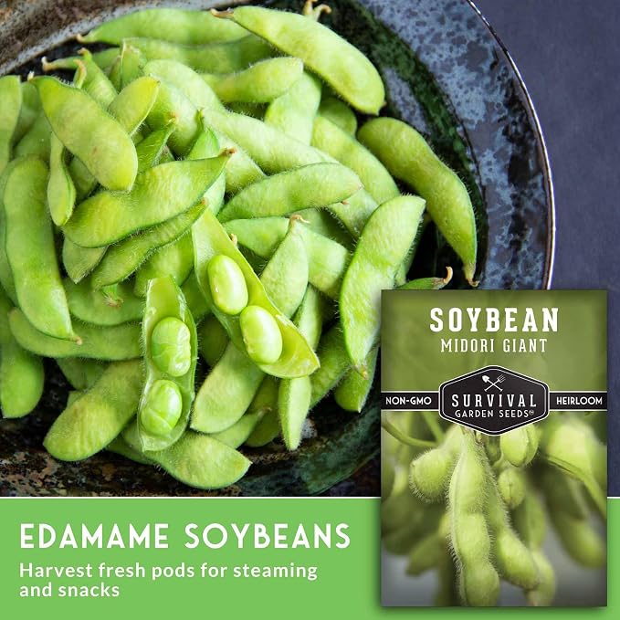 Midori Giant Edamame Seeds for Planting - Large Heirloom Soybean Variety with Tender Green Pods - Non-GMO Protein-Rich Vegetable - Survival Garden Seeds (1 Pack)