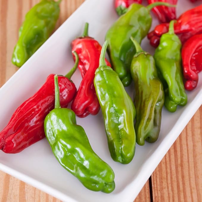 Bonnie Plants Shishito Pepper 19.3 oz. 4-Pack