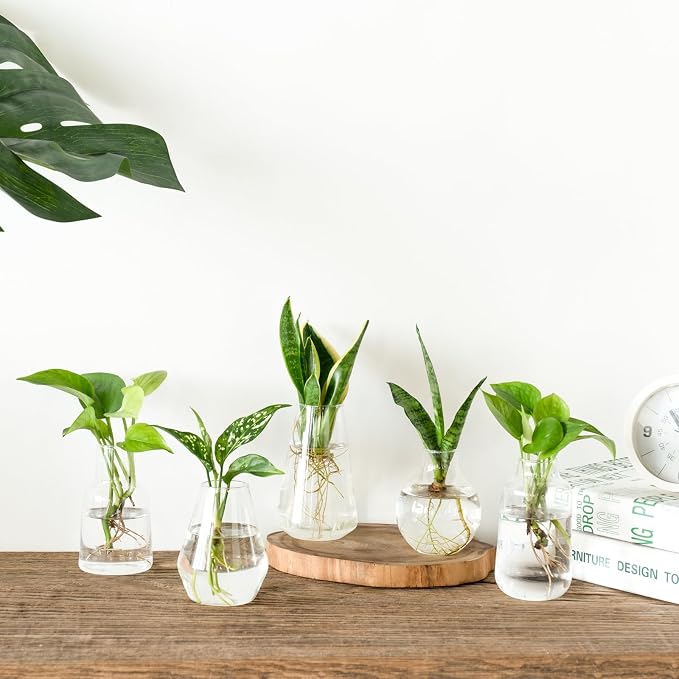 Mkono Propagation Vases for Plants, Set of 5 Small Glass Jar Planters for Hydroponic Cutting Flowers, Plant Station Bud Vases for Centerpieces Home Office Decor Gift