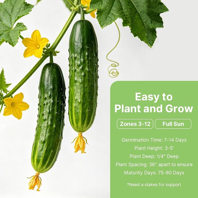 Groundio Marketmore Cucumber Seeds | Organic Heirloom Non-GMO | High Germination | Hardy Slicing Cucumbers for Trellis & Raised Beds (Cucumis sativus)