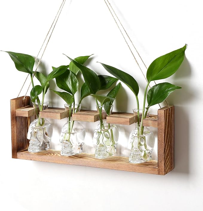 Plant Propagation Stations Halloween Skull Plant Terrarium Kit | Glass Vases Gift for Father Air Planter Home Office Decor