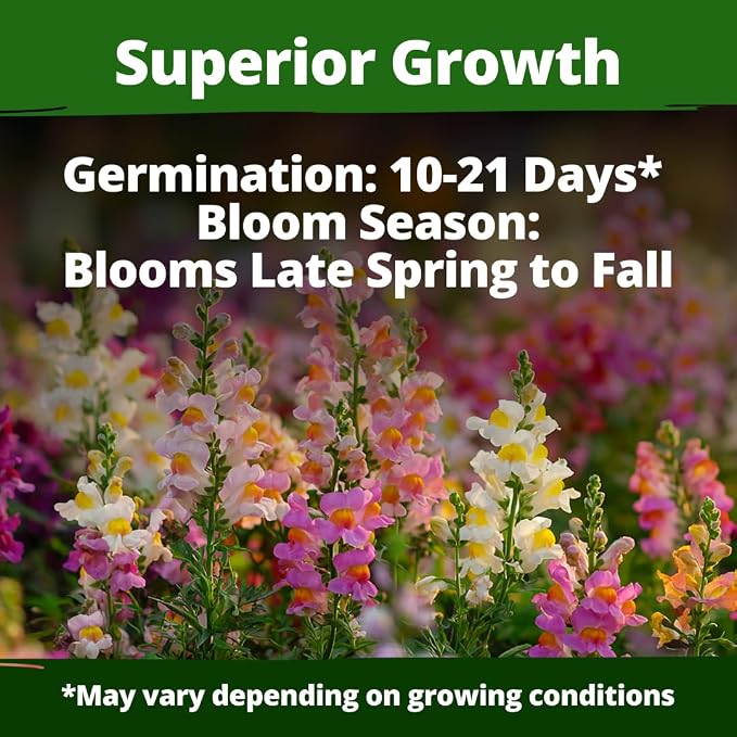 HOME GROWN Snapdragon Fairy Seeds – 10000 Snapdragon Seeds for Spring Planting 2026, Dwarf Plants, Long Blooming Flower Seed for Garden Beds, Pollinator Friendly (Antirrhinum Majus)