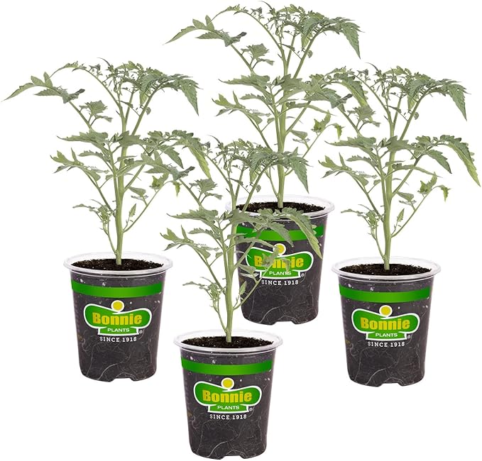 Bonnie Plants Grape Tomato 19.3 oz. 4 Pack