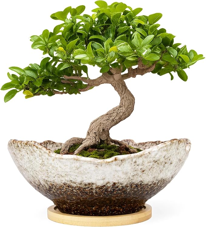 ARTKETTY Bonsai Pots - 9.06 Inch Large Plant Pots, Unique Succulent Pots with Drainage Tray, Ceramic Planters for Indoor Cactus Flower Plants Round Bonsai Tree Pots Decorative Home Office
