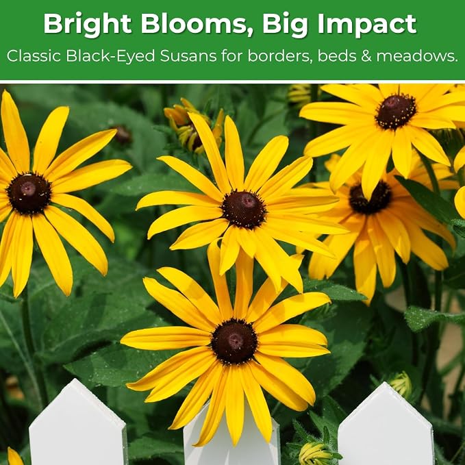400,000+ Black Eyed Susan Seeds for Planting - 4oz Rudbeckia Hirta Yellow Wildflower, Non-GMO Heirloom Flower Seeds for Outdoor Garden Beds, Borders, Meadow, Indoor Start, Resealable Zipper Bag