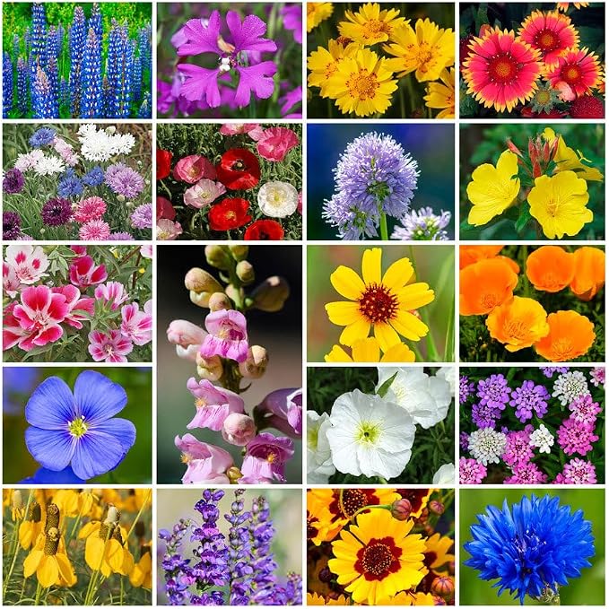 Grow Your Own Vibrant Annual and Perennial Wildflower Garden Seeds Mixture, Varieties for Pollinators and Spring Gardens - Western Regional Mix, 50 lbs