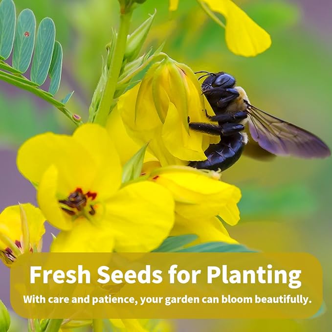 Chamaecrista Fasciculata Showy Partridge Pea Seeds - Decorative Garden Flowers Seeds