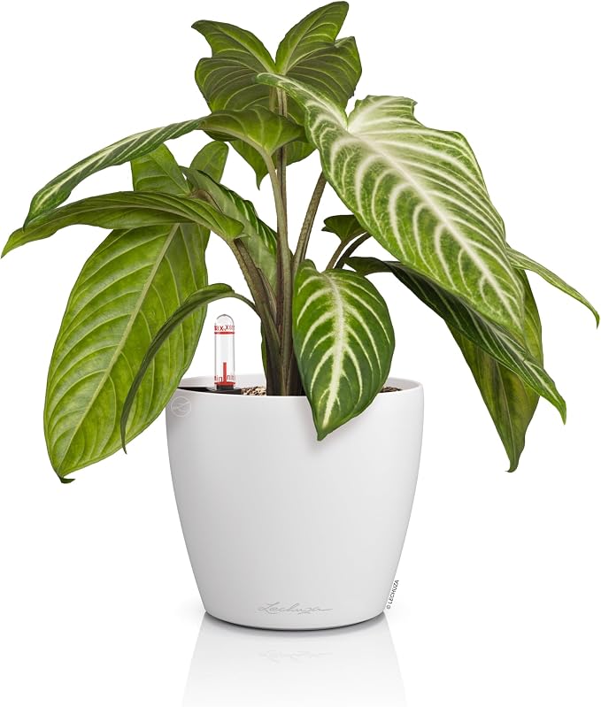 LECHUZA Classico Colour 14 Table Pot White Planter with Watering System, Water Level Indicator and Plant Insert, Matte Surface, Diameter 15 x 13.5 cm, 16696