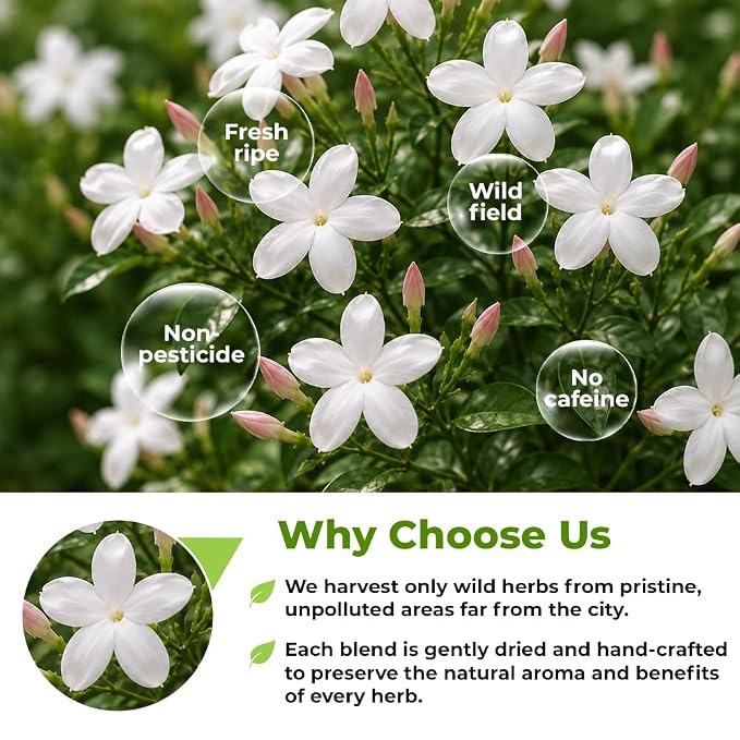 50 Bags Jasmine Flower Herbal Tea (Jasminum Officinale) - 50 Count 1.5g Bags Dried Jasmine Herb Té De Jazmín