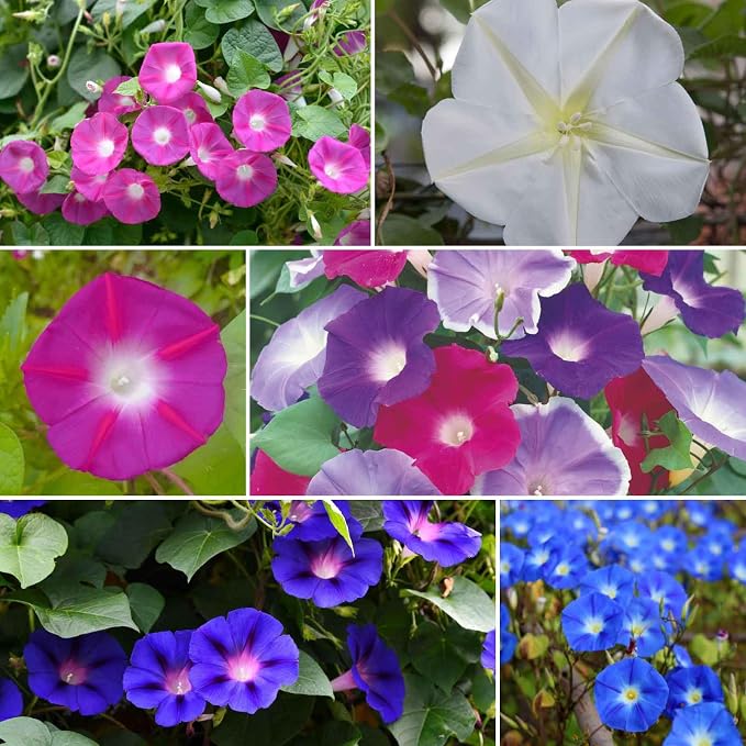 Eden Brothers Top O The Morning Flower Mixed Seeds for Planting, 1/4 lb, 120,000+ Seeds with Morning Glory, Moonflower | Attracts Pollinators, Plant in Spring or Fall, Zones 3, 4, 5, 6, 7, 8, 9, 10