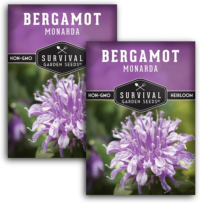 Bee Balm Seeds for Planting - Wild Bergamot Survival Garden Seeds (2 Packs) | Monarda Fistulosa - Perennial Native Wildflower & Medicinal Herb for Pollinator Gardens, Fragrant Flowers